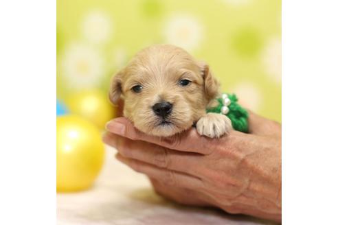 成約済の大分県のミックス犬-84696の4枚目