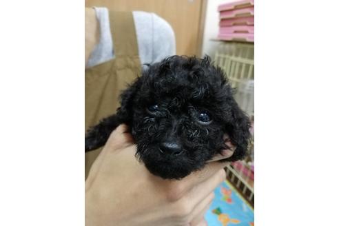 成約済の大阪府のティーカッププードル-82799の1枚目