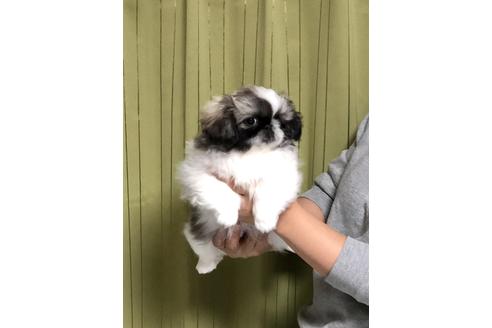 成約済の埼玉県のペキニーズ-84307の5枚目