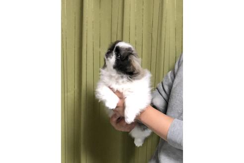 成約済の埼玉県のペキニーズ-84307の4枚目