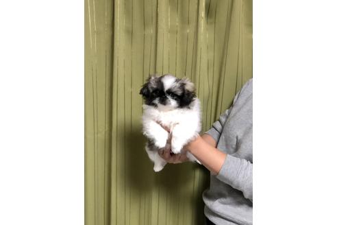 成約済の埼玉県のペキニーズ-84307の3枚目