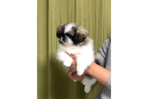 成約済の埼玉県のペキニーズ-84307の2枚目