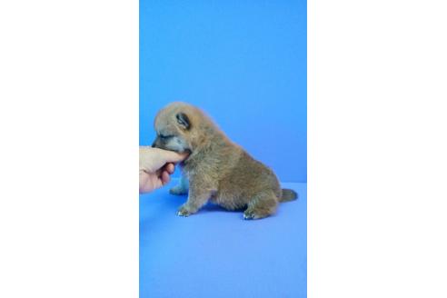 成約済の鹿児島県の柴犬-84522の3枚目