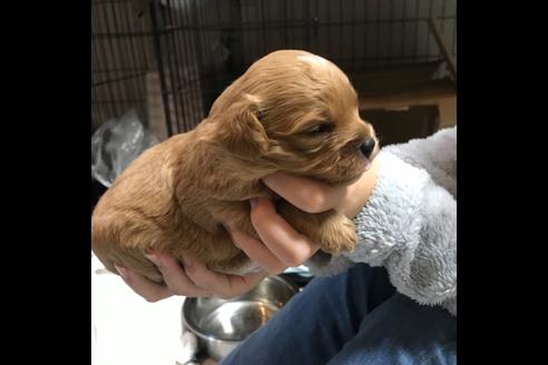 成約済の岡山県のその他の犬種-84138の4枚目