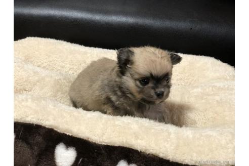 成約済の香川県のポメチワ:ポメラニアン×チワワ-84802の2枚目