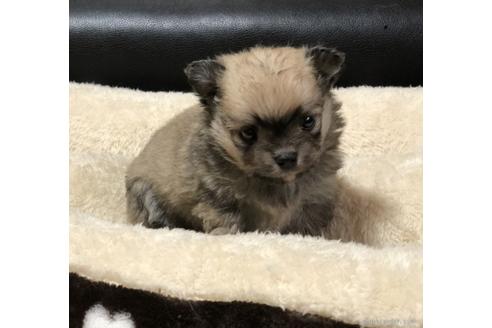 成約済の香川県のポメチワ:ポメラニアン×チワワ-84802