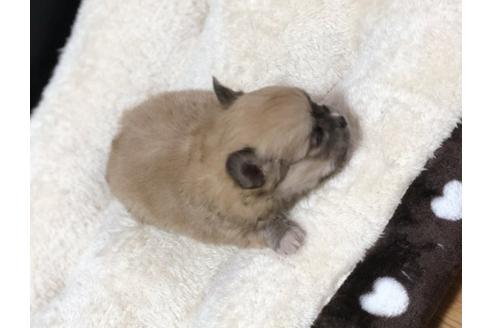 成約済の香川県のポメチワ:ポメラニアン×チワワ-84803の3枚目