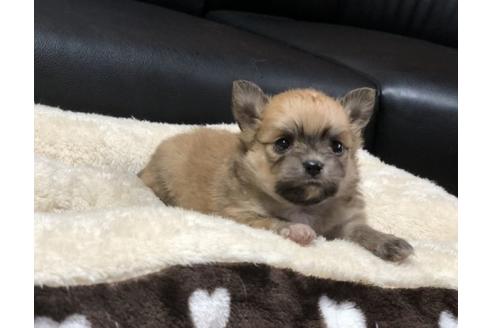 成約済の香川県のポメチワ:ポメラニアン×チワワ-84803の2枚目