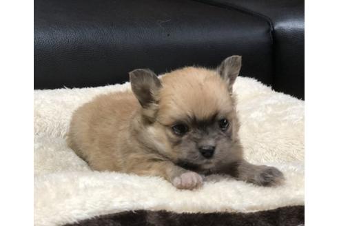成約済の香川県のポメチワ:ポメラニアン×チワワ-84803の1枚目