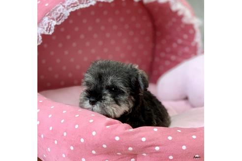 成約済の大阪府のミニチュアシュナウザー-84812の4枚目