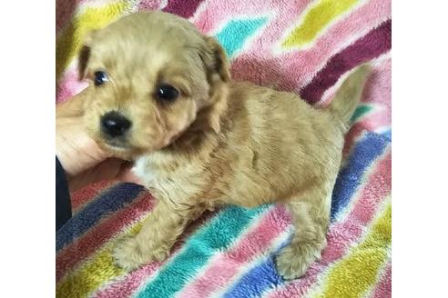 成約済の岐阜県のミックス犬-84830