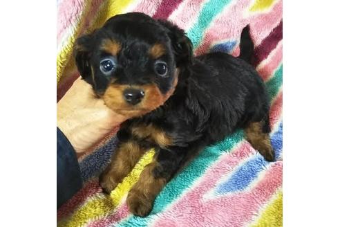 成約済の岐阜県のミックス犬-84831
