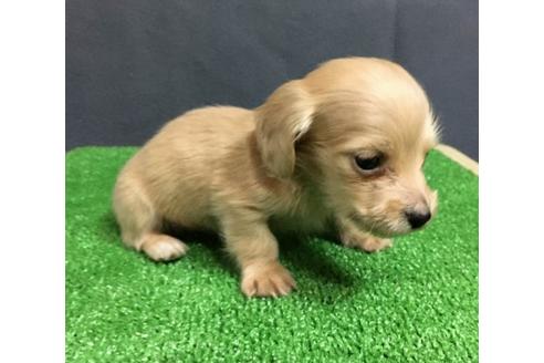 成約済の兵庫県のカニンヘンダックスフンド(ロングヘアード)-84837の7枚目