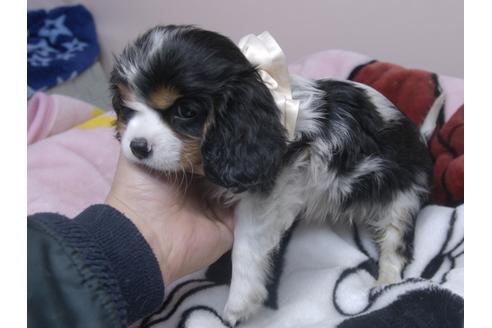 成約済の埼玉県のキャバリアキングチャールズスパニエル-83691の3枚目