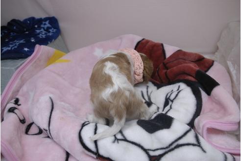 成約済の埼玉県のキャバリアキングチャールズスパニエル-84586の5枚目