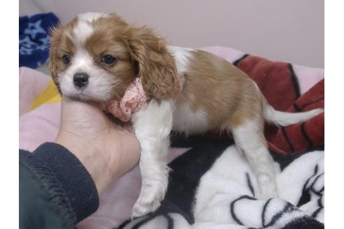 成約済の埼玉県のキャバリアキングチャールズスパニエル-84586の3枚目