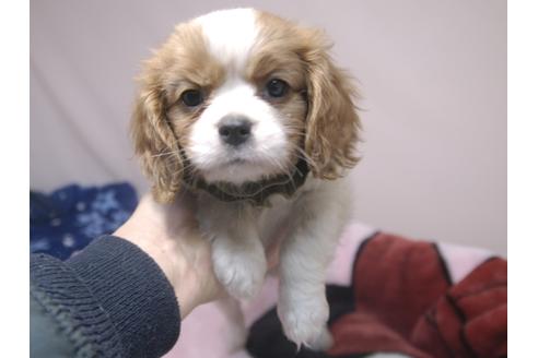 成約済の埼玉県のキャバリアキングチャールズスパニエル-84587の1枚目