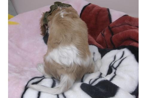 成約済の埼玉県のキャバリアキングチャールズスパニエル-84587の5枚目