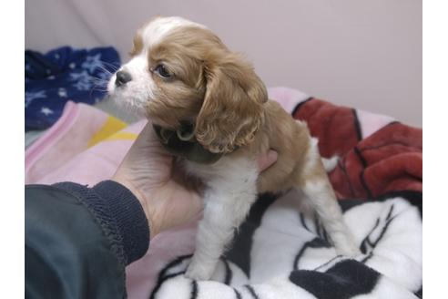 成約済の埼玉県のキャバリアキングチャールズスパニエル-84587の3枚目