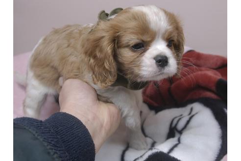 成約済の埼玉県のキャバリアキングチャールズスパニエル-84587の2枚目