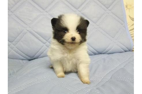 成約済の三重県のポメラニアン-82570