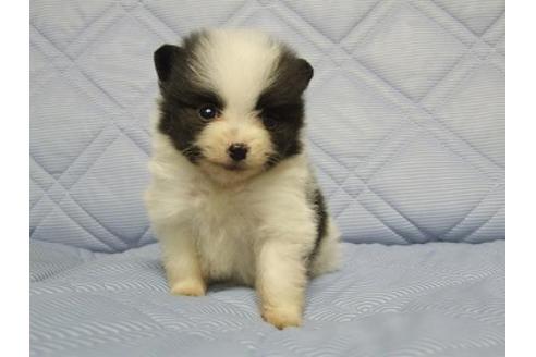 成約済の三重県のポメラニアン-82570の2枚目