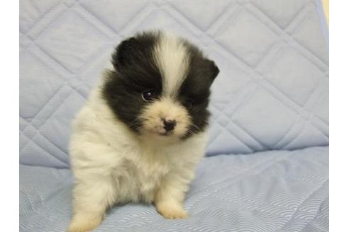 成約済の三重県のポメラニアン-82571