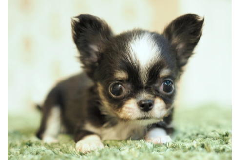 成約済の愛知県のチワワ(ロングコート)-84912の13枚目