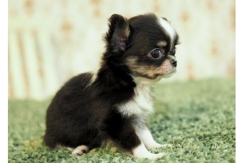 成約済の愛知県のチワワ(ロングコート)-84912の12枚目