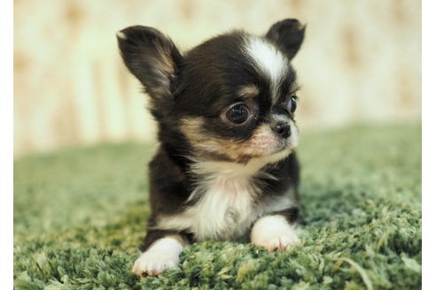 成約済の愛知県のチワワ(ロングコート)-84912の10枚目