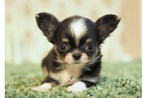 成約済の愛知県のチワワ(ロングコート)-84912の9枚目