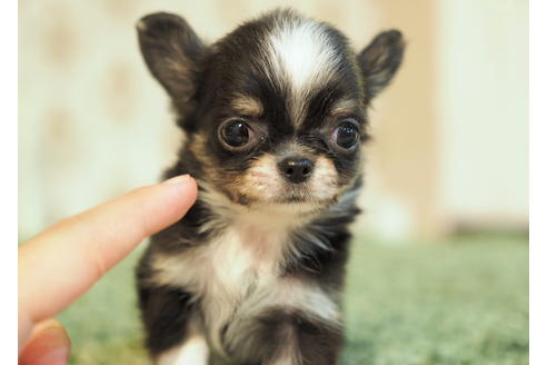 成約済の愛知県のチワワ(ロングコート)-84912の8枚目