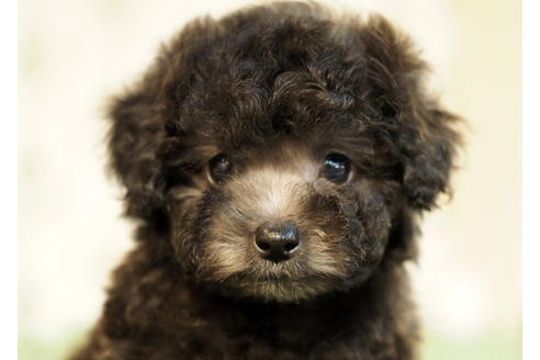 成約済の愛知県のトイプードル-84913の1枚目