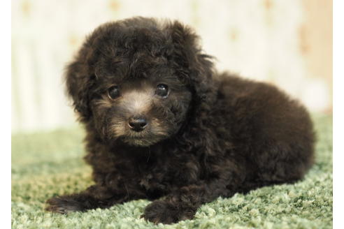 成約済の愛知県のトイプードル-84913の6枚目