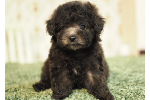 成約済の愛知県のトイプードル-84913の5枚目