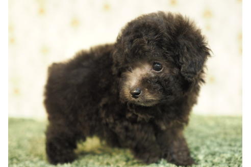 成約済の愛知県のトイプードル-84913の3枚目