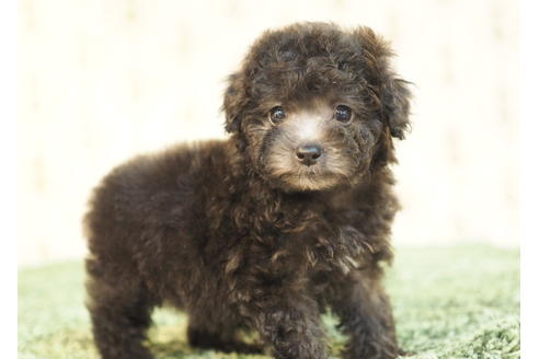 成約済の愛知県のトイプードル-84913の2枚目