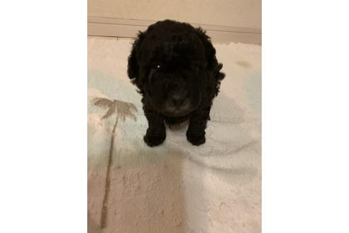 成約済の愛媛県のタイニープードル-84896の3枚目