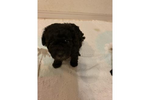 成約済の愛媛県のタイニープードル-84896の2枚目