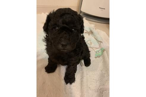 成約済の愛媛県のタイニープードル-84896の1枚目