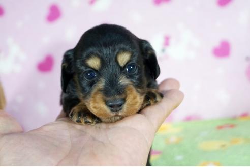 成約済の兵庫県のカニンヘンダックスフンド(ロングヘアード)-84951の6枚目