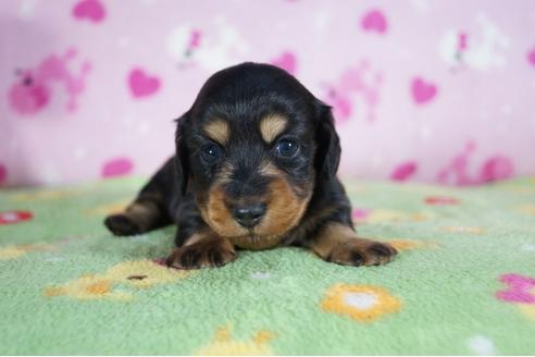 成約済の兵庫県のカニンヘンダックスフンド(ロングヘアード)-84951の5枚目