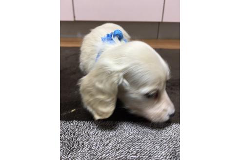 成約済の広島県のミニチュアダックスフンド(ロングヘアード)-83329の8枚目