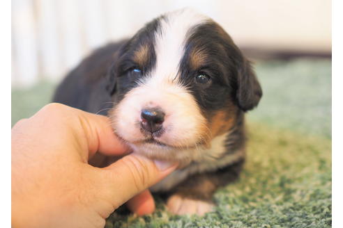成約済の愛知県のバーニーズマウンテンドッグ-84442