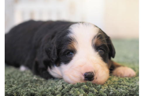 成約済の愛知県のバーニーズマウンテンドッグ-84441の1枚目