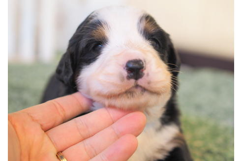 成約済の愛知県のバーニーズマウンテンドッグ-84441の4枚目