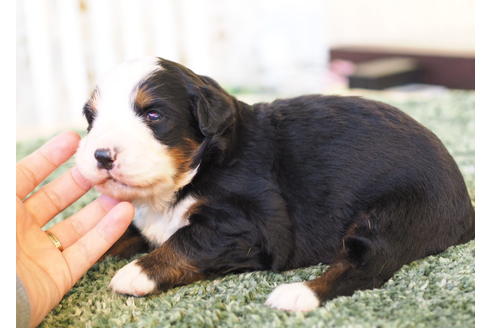 成約済の愛知県のバーニーズマウンテンドッグ-84441の3枚目