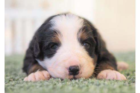 成約済の愛知県のバーニーズマウンテンドッグ-84441の2枚目