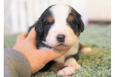 成約済の愛知県のバーニーズマウンテンドッグ-84440の1枚目