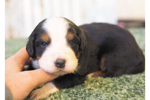 成約済の愛知県のバーニーズマウンテンドッグ-84440の3枚目